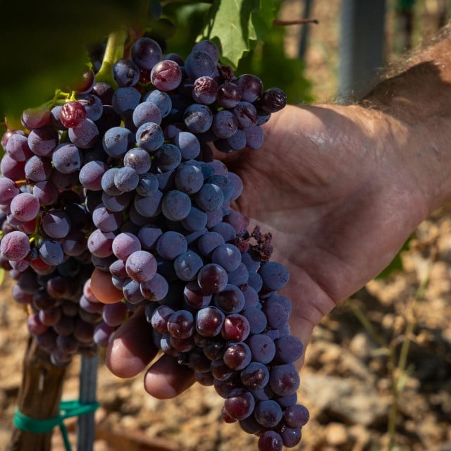 <p>Brac, 230726. Njemacki investitor Ferdinand Schneider gradi vinariju i vinograde na otoku Bracu.