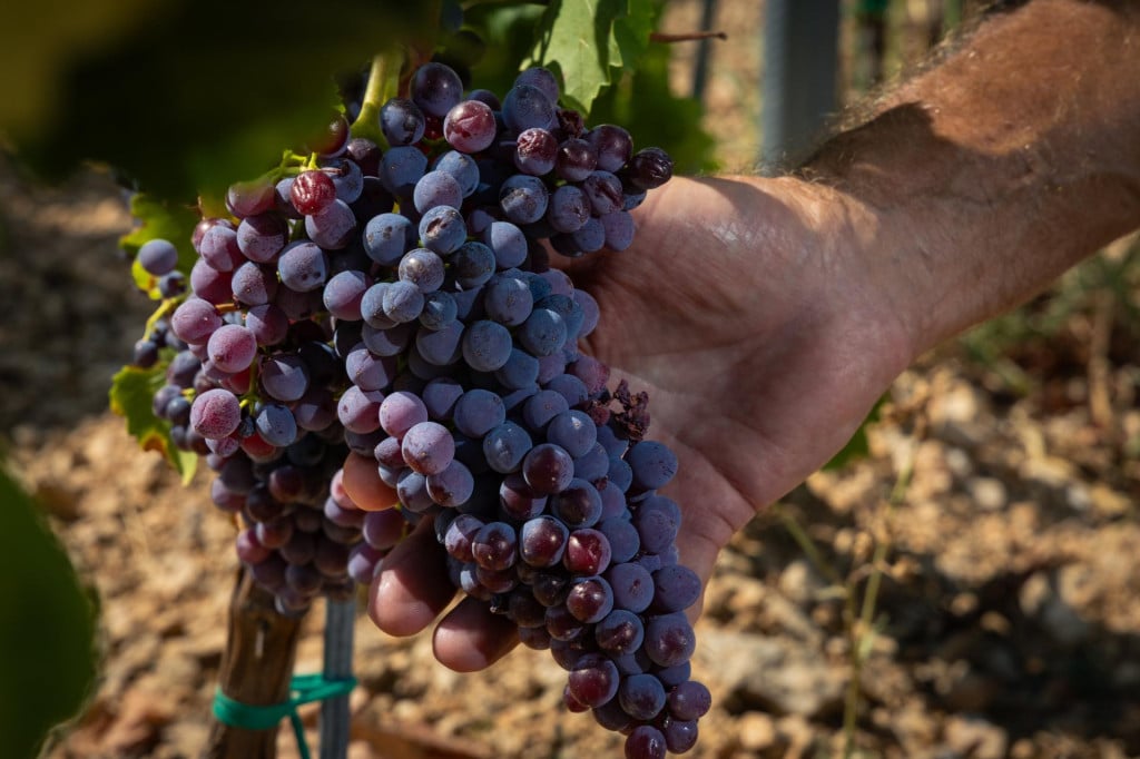 <p>Brac, 230726. Njemacki investitor Ferdinand Schneider gradi vinariju i vinograde na otoku Bracu.