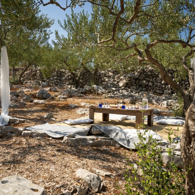 <p>Sve se vi&scaron;e traže stari maslinici</p>