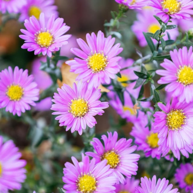 <p>Blossom of bright Aster novi-belgii in autumn. Beautiful fall pink flowers of Symphyotrichum novi-belgii in the family Asteraceae. Vibrant Michaelmas daisy. Seasonal wallpaper for design.</p>