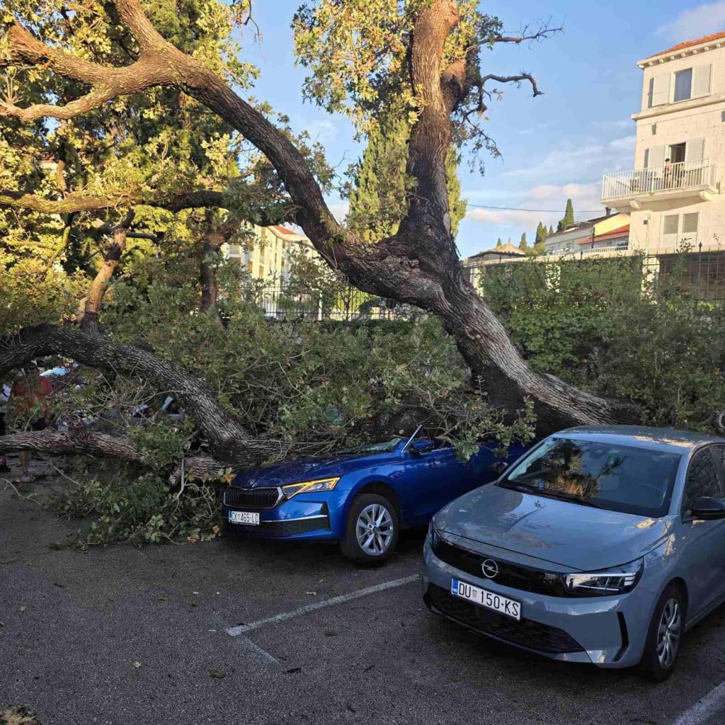 <p>Stablo palo na vozilo u Uvali Lapad</p>