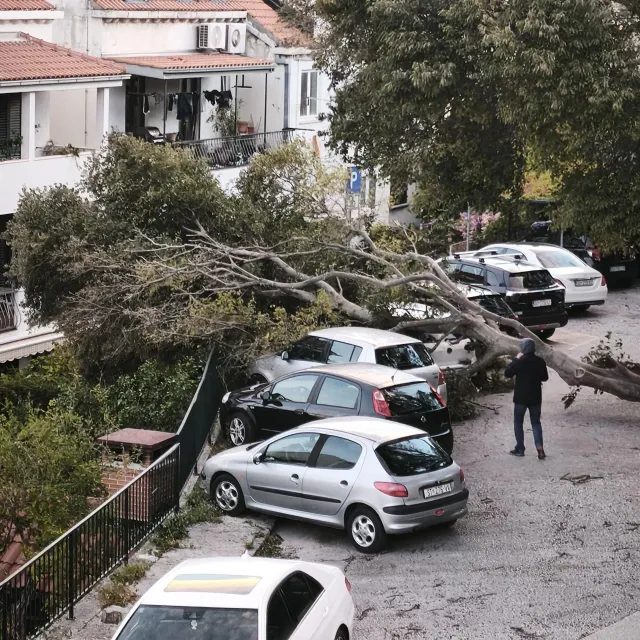 <p>Sru&scaron;eno stablo u Ulici kneza Domagoja u Lapadu</p>