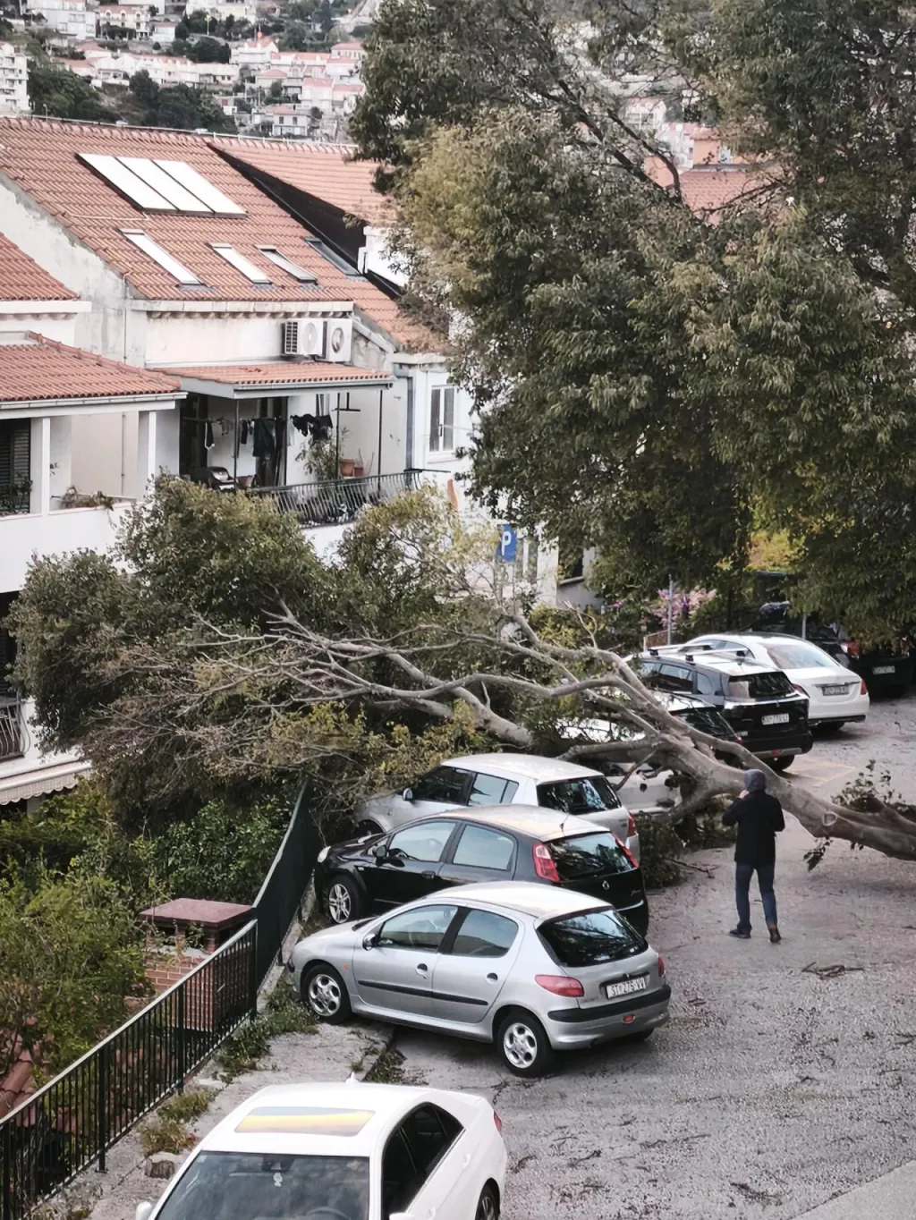 <p>Sru&scaron;eno stablo u Ulici kneza Domagoja u Lapadu</p>