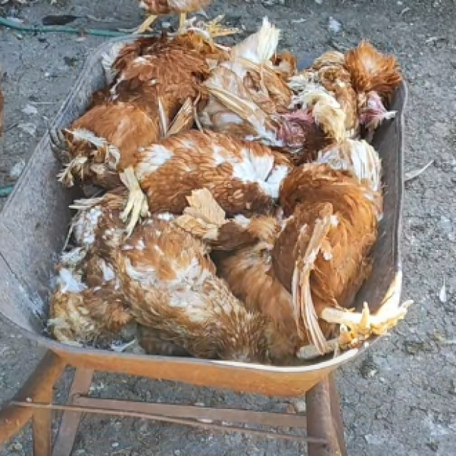 <p>Facebook</p>