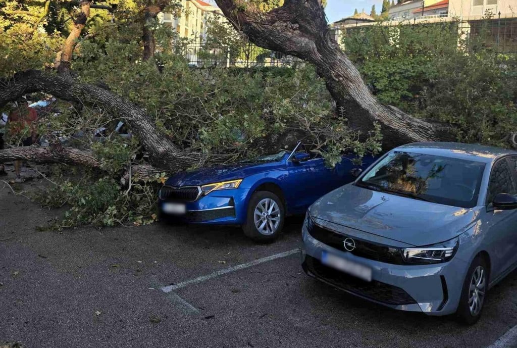 <p>Stablo je nedavno palo na automobile u Uvali Lapad</p>