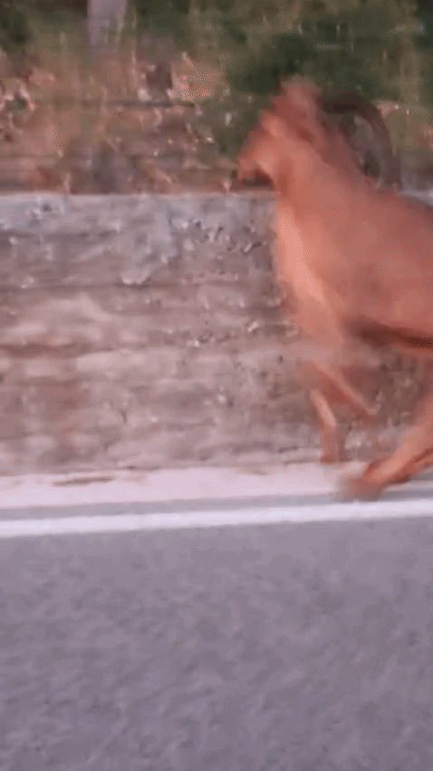 VIDEO Egzotična životinja digla Vrgorsku krajinu na noge! Što je? Odakle je? Lovci: Nije viđen 40 godina, pustite ga...