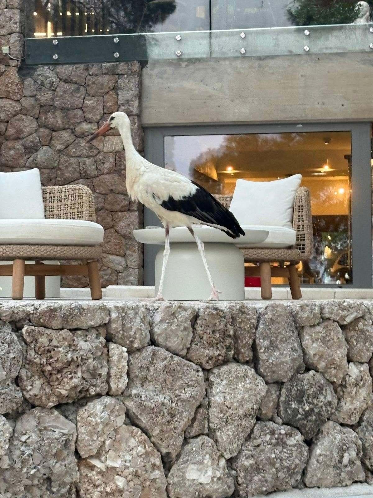 Hotel na obali bio je cijelo ljeto dom ovom ljepotanu, kraljevski su ga tretirali! A gdje će zimi? Pokrenuta akcija...