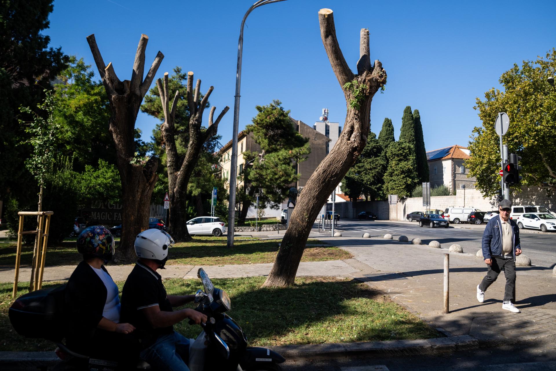 Uzbuna na Bačvicama, građani prosvjeduju, ali...; stabla bi mogla početi padati sama od sebe, po glavama...