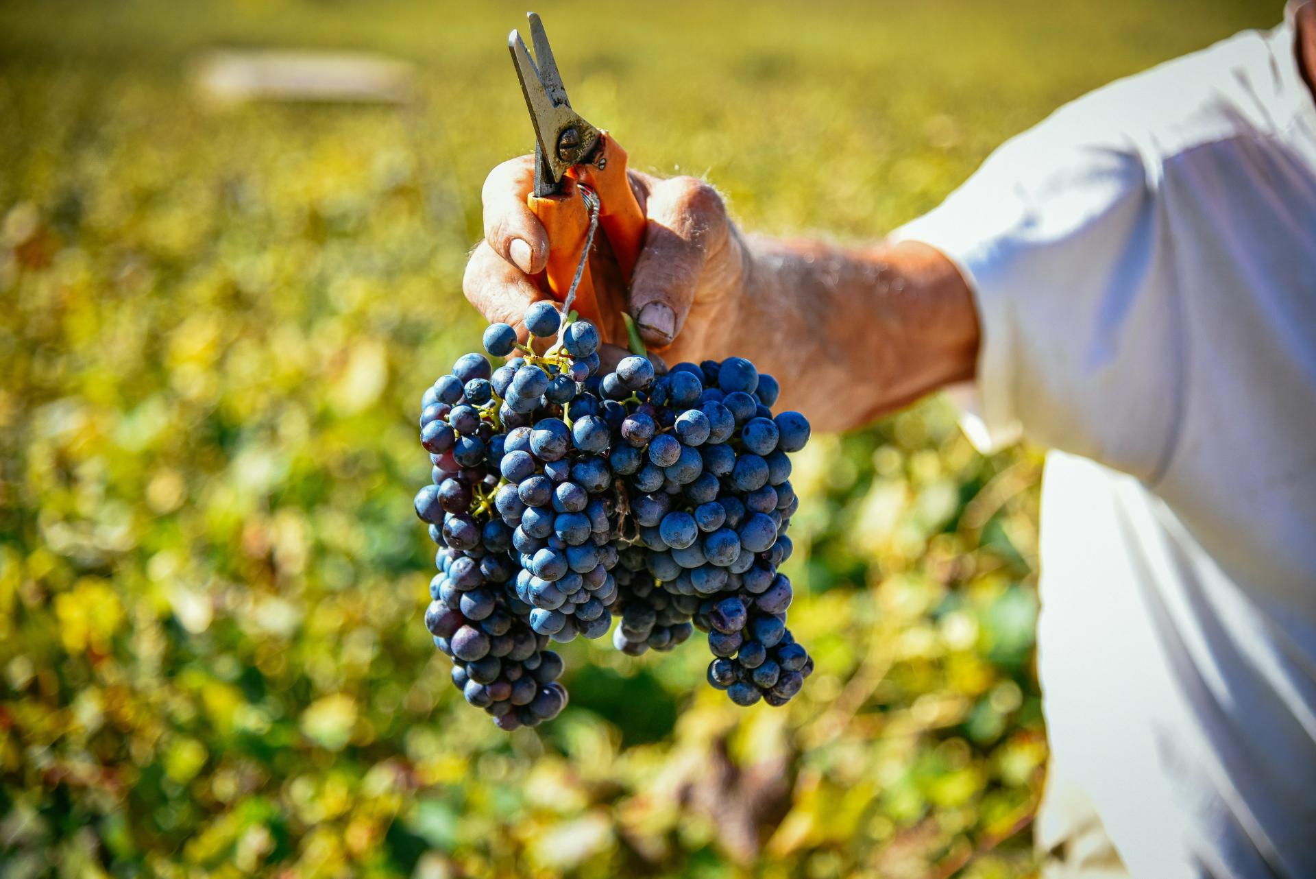 Inspektori upali u vinograde i otkrili zabrinjavajuće stanje. Provjerite svoje trsove - kazne idu do 3890 eura!