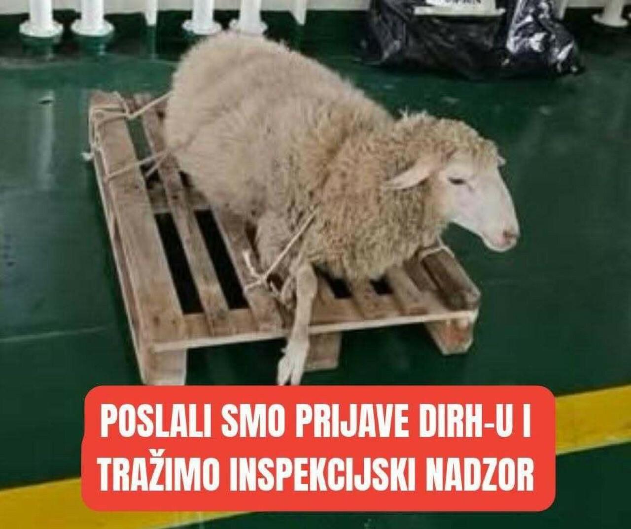 Izbezumljena ovca vezana za paletu na Jadrolinijinu trajektu šokirala ljude: ‘Kao da je namještaj, strašno‘