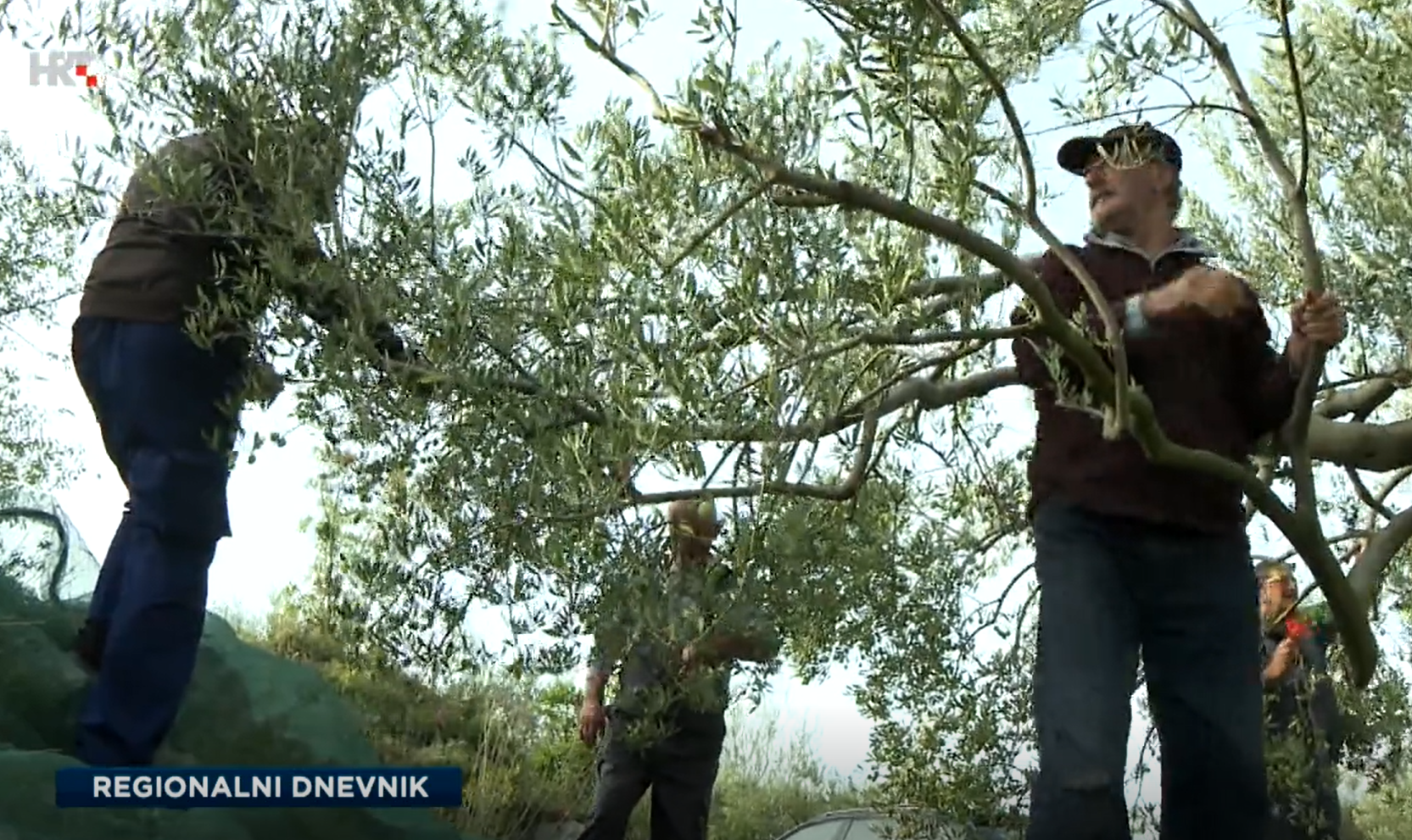 U ovom masliniku u zaleđu Pirovca događa se puno više od berbe maslina: ‘Mi kad nismo tu, onda nije dobro‘