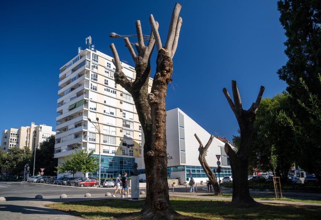 <p>Djelatnici Parkova i nasada orezali su stabla japanske sofore u Perivoju Bačvice, prema projektu uređenja perivoja</p>